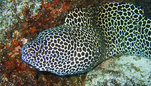 Laced moray